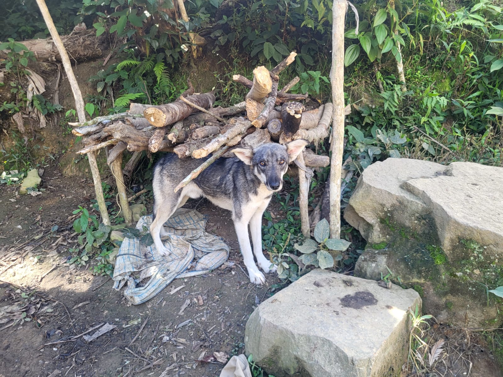 Proteccion Perros y Gatos