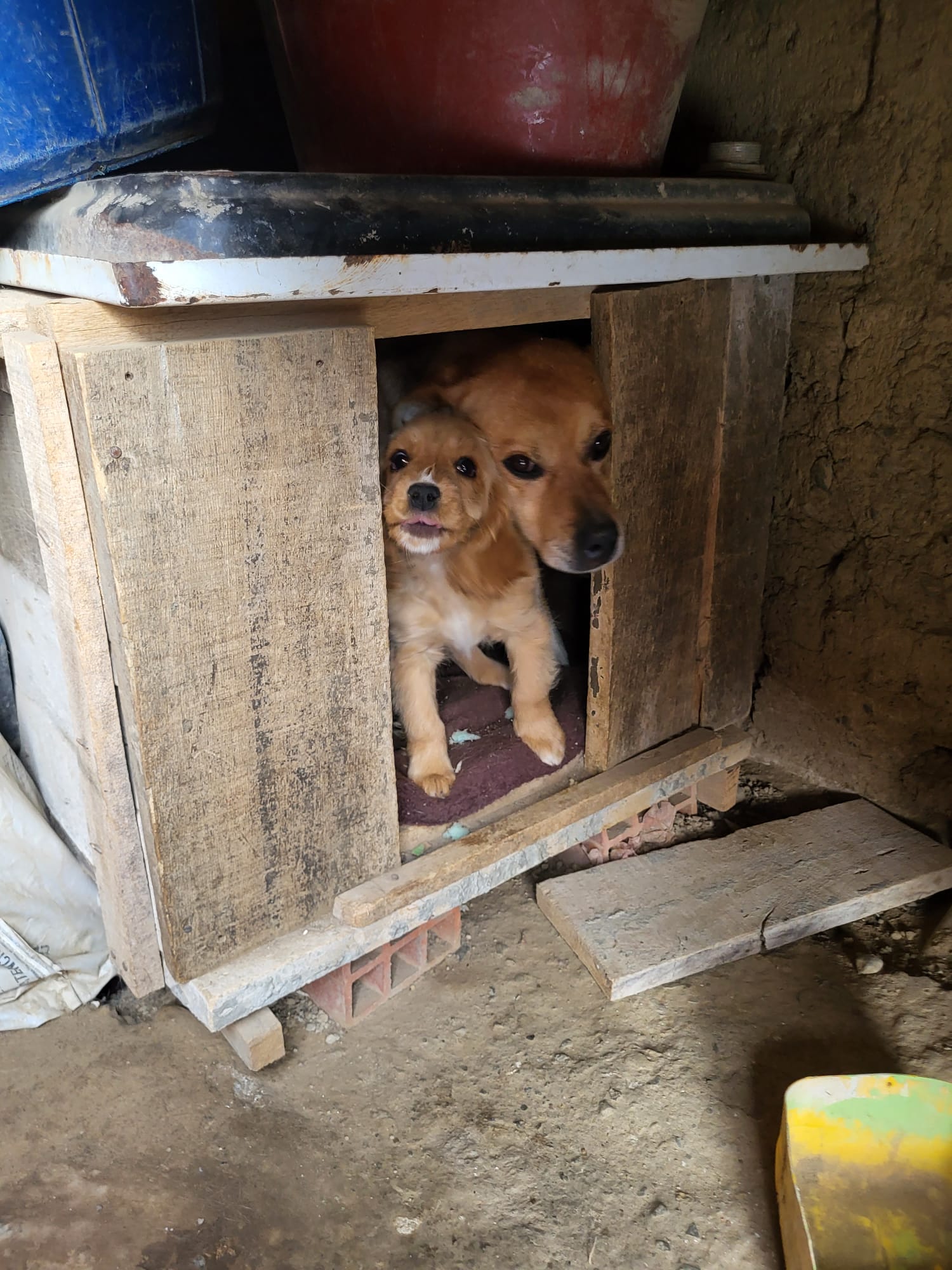 Proteccion Perros y Gatos
