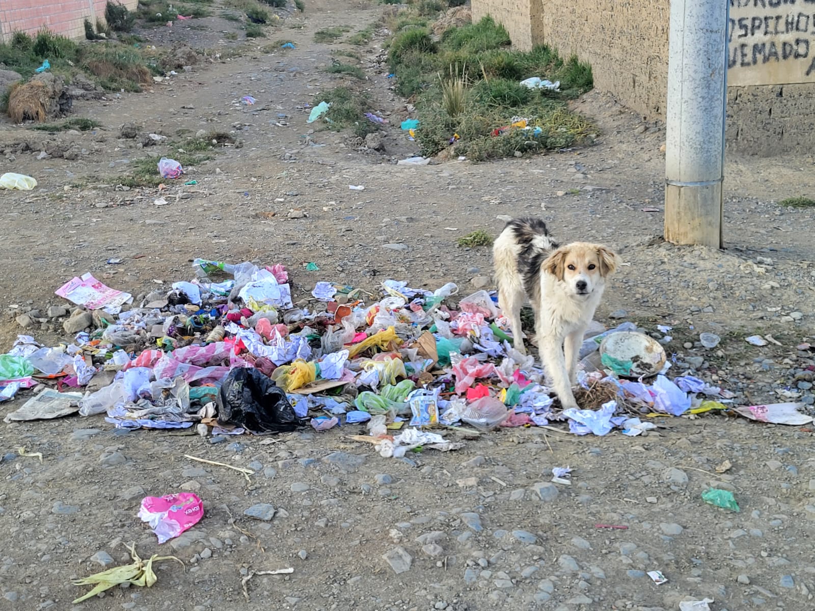 Proteccion Perros y Gatos