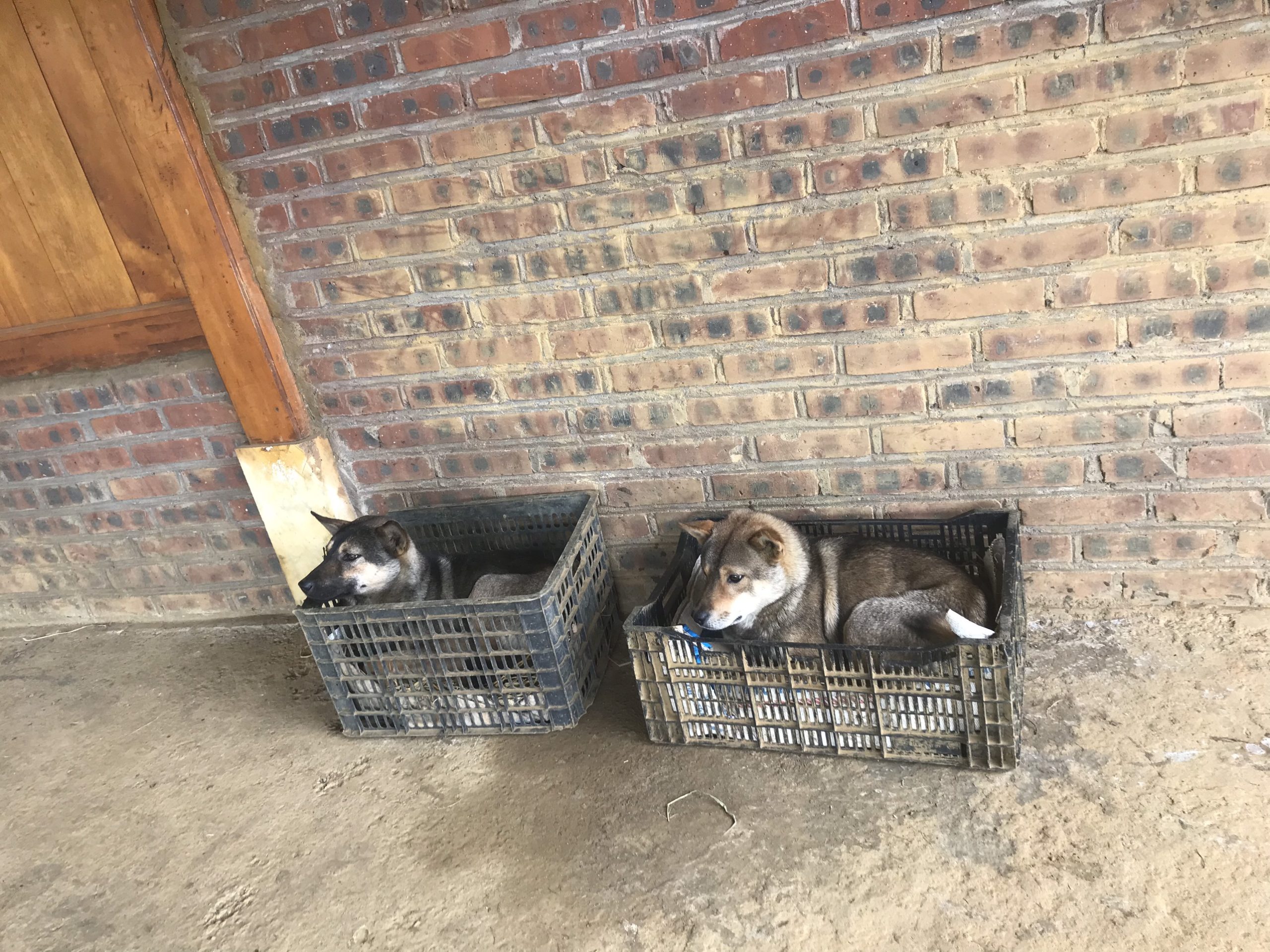 Proteccion Perros y Gatos