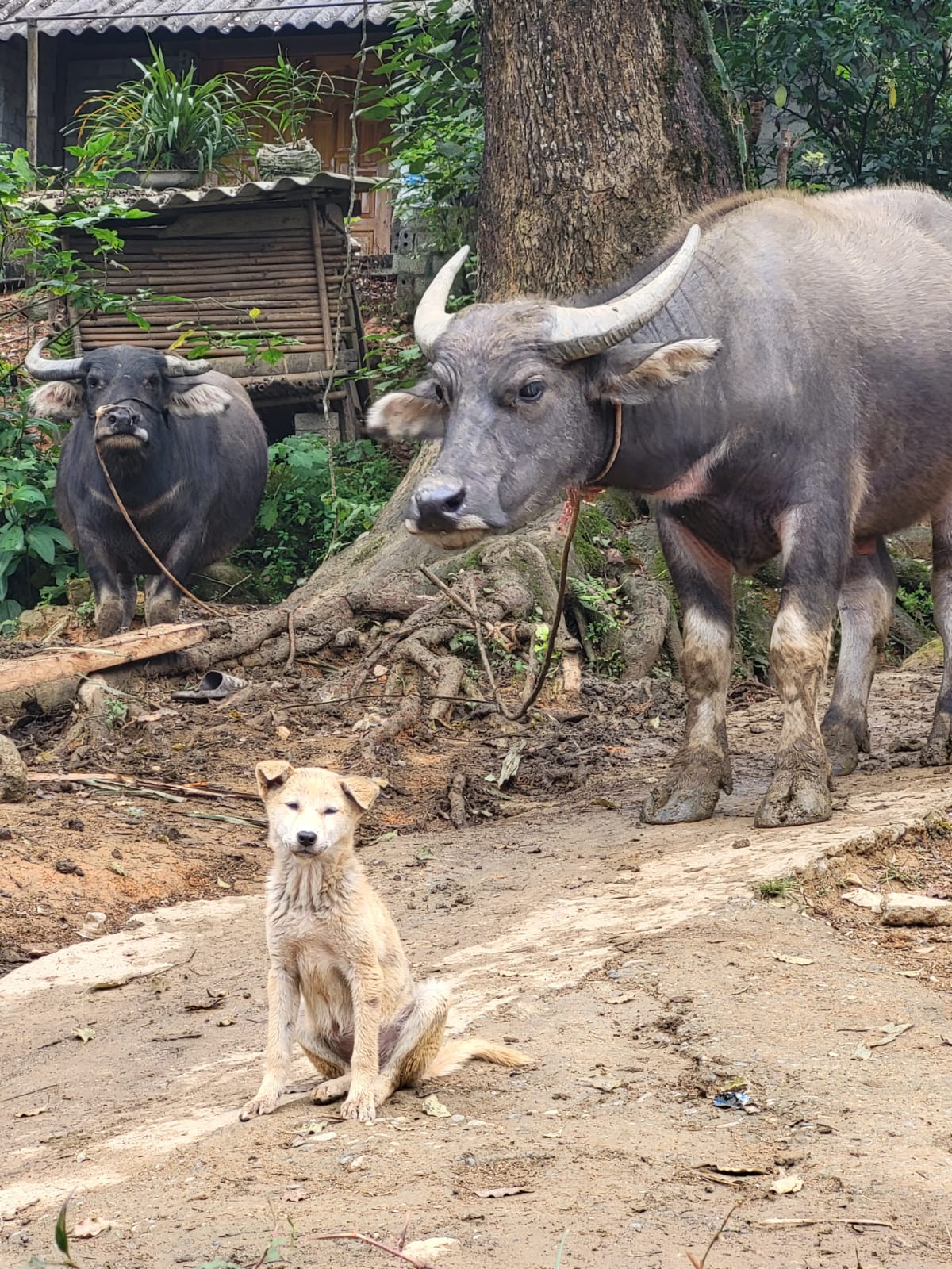 Proteccion Perros y Gatos