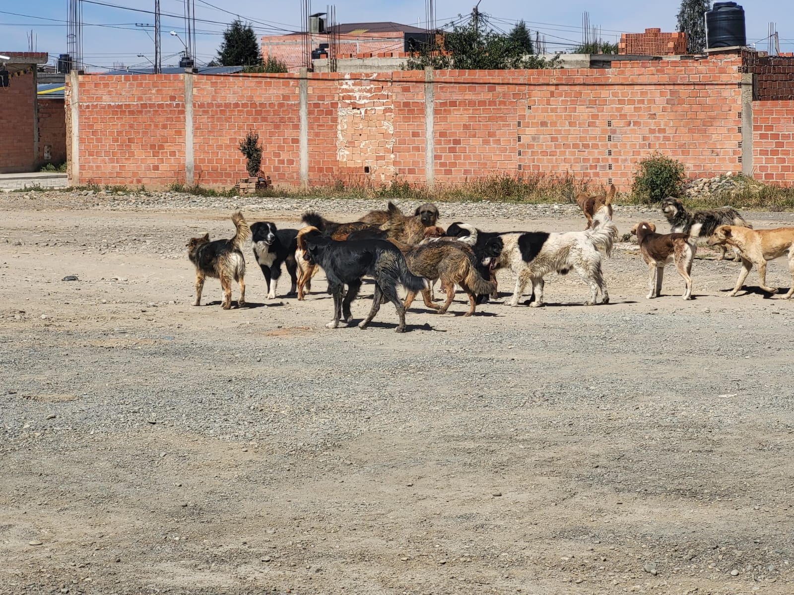 Proteccion Perros y Gatos