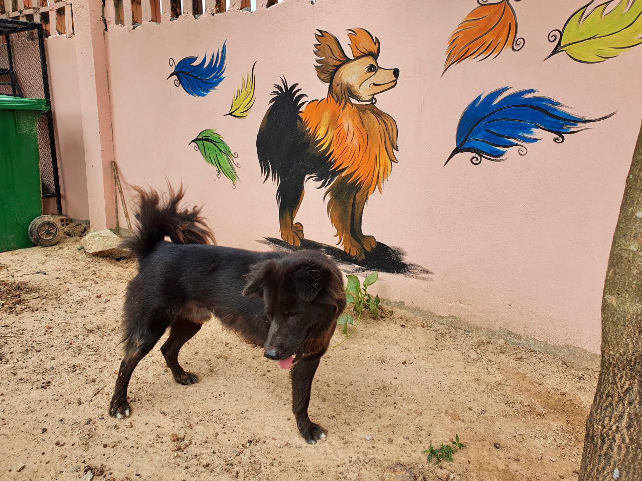 Proteccion Perros y Gatos