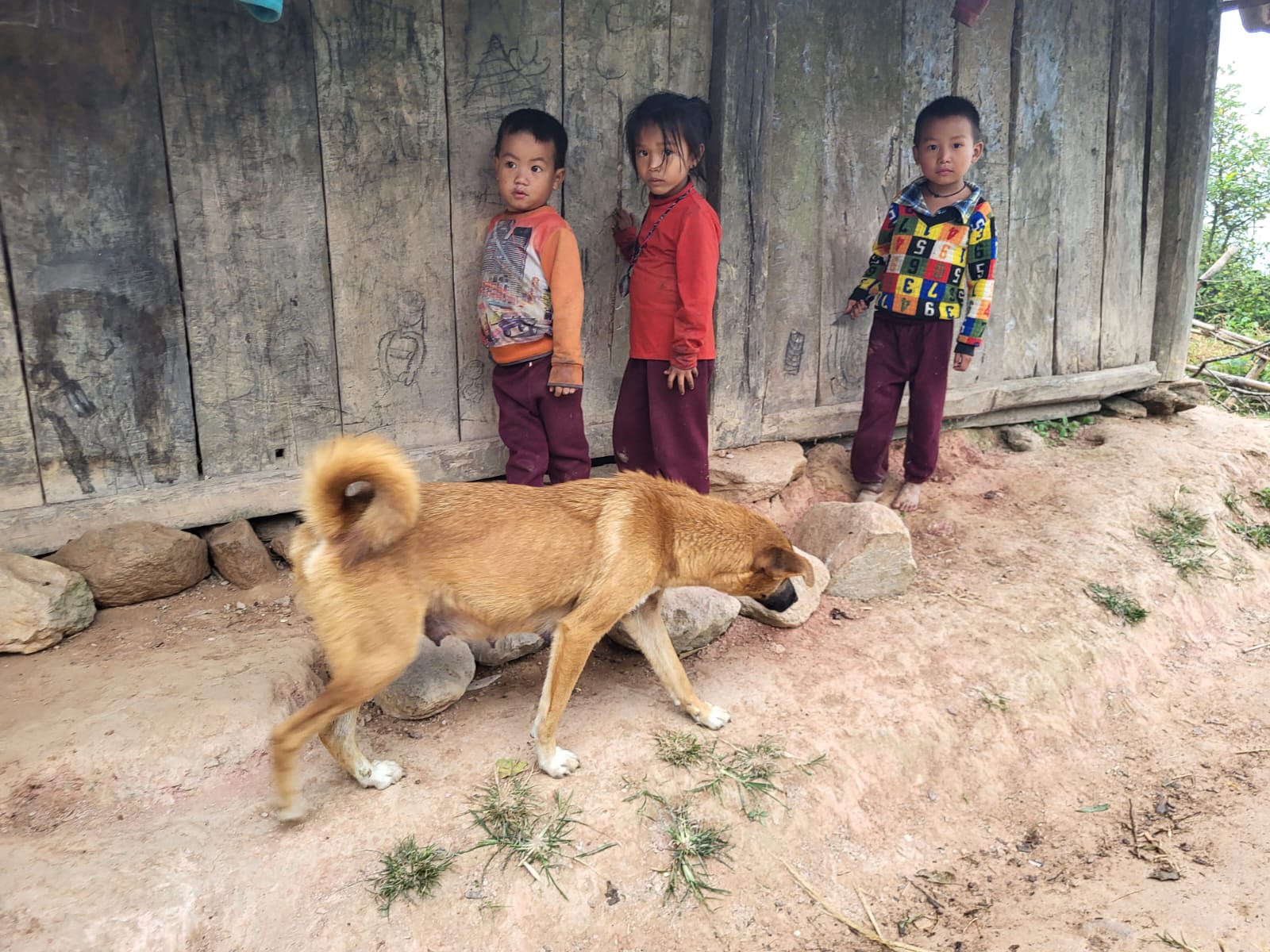 Proteccion Perros y Gatos